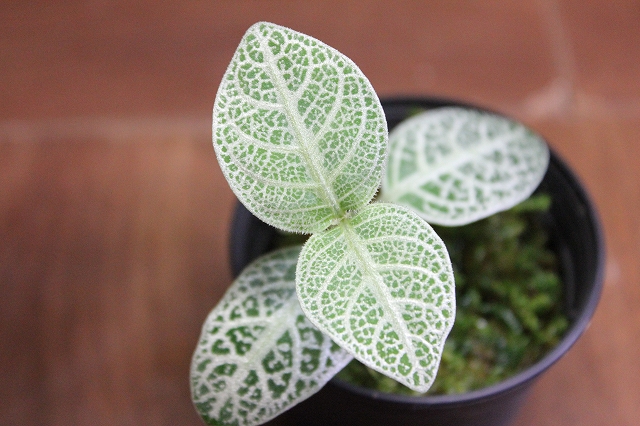 Argostemma neurocalyx Riau sumatera【LA便】正規タグ付き アルゴステマ Species New to Science: [Botany \u2022 2019] Notes on the Genus